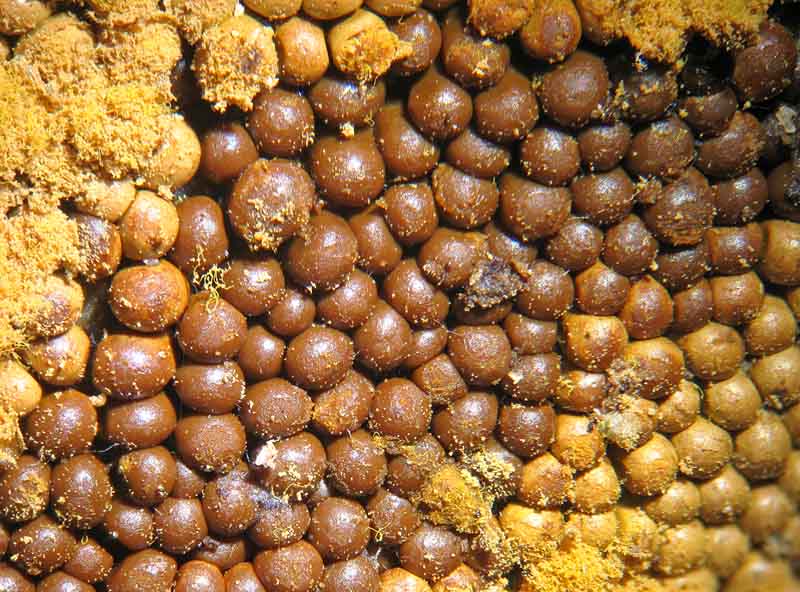 Trichia favoginea?